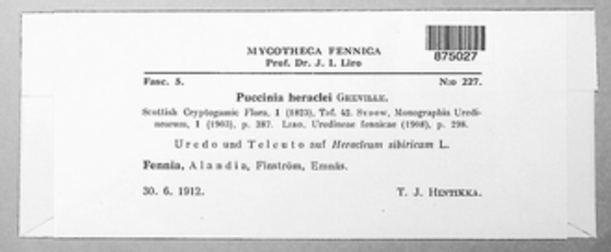 Puccinia heraclei image